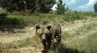 Bozayı, kurt ve vaşaklar için 'Ağaç kesimini durdurun' çağrısı