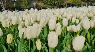 İbb, Kentin Tarihi Mekanlarına 7 Milyon 750 Bin Sümbül, Nergis, Muscari ve Lale Ekti