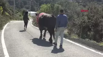 'BOĞALARIN EFESİ' BUSE, 'GOCA ÇINAR' İLE RAKİPLERİNE MEYDAN OKUYOR