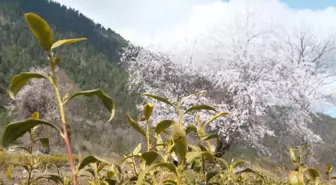 Çay Sektörü Çin'in Tibet Bölgesindeki Ücra Köye Refah Getirdi