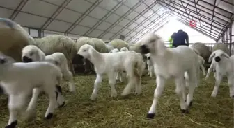 İlk akademik kuzular gözlerini dünyaya açtı
