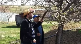 Dazkırı ve Kızılören'de ağaçlarda zararlı kontrolleri ve budama eğitimi yapıldı