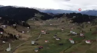 Mor Yayla'nın 'Mavi Yıldız' çiçekleri karların erimesi ile kendini gösterdi