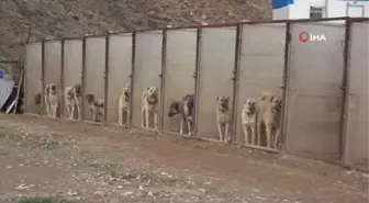 Uzman Kangal Yetiştiricisi ve Eğitmeni Hüseyin Yıldız: 'Dışkısından ben kangalı diğer köpek ırklarından yüzde yüz ayrıştırırım'