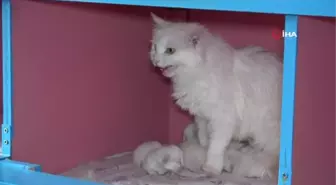 Van Kedi Villası'nda 20 anne kedi doğum yaptı