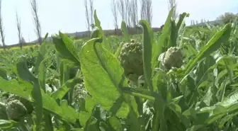 Seferihisar Belediye Başkanı Yetişkin: 'Herkesi Seferihisar'a Enginar Yemeğe Davet Ediyoruz'