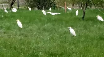 Yolunu şaşıran göçmen kuşları işyeri bahçeye kondu