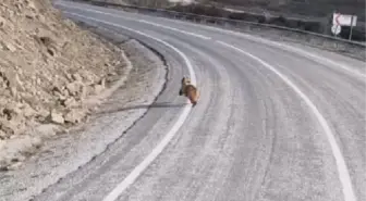 Sivas'ta Yol Kenarında Ayı Yavrusu Görüntülendi