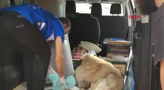 DEPREM BÖLGESİ HATAY'DAN OSMANİYE'YE GETİRİLEN SOKAK KÖPEĞİNDEN 8,2 KİLOLUK KİTLE ALINDI