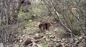 Munzur Vadisi'nde yeşeren otlarla beslenen bozayı böyle görüntülendi