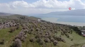 Hazar Gölü kıyısında badem ağaçları çiçek açtı, eşsiz manzara böyle görüntülendi