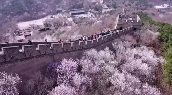 Baharın Gelişiyle Çin Seddi'ni Ziyaret Eden Turistlerin Sayısı Arttı