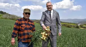 Soğan fiyatları bayramdan sonra düşecek