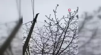 Tatilden dönen vatandaş gördüğü manzara karşısında şaşkına döndü: Kargalar 15 günde evi çöplüğe çevirdi