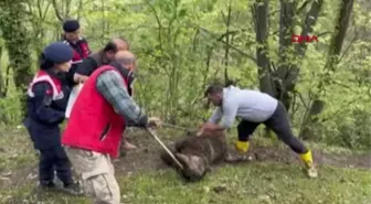 ZONGULDAK'TA BELDEN AŞAĞISI TUTMAYAN AYI TEDAVİYE ALINDI