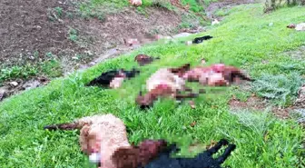 Şırnak'ta Kurt Sürüsü Ahıra Girerek Onlarca Keçiyi Telef Etti