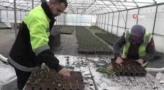 Bilecik Belediyesi Park ve Bahçeler Müdürlüğü'nden Bitki Üretimi