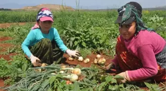 Şanlıurfa'dan gelen tarım işçisi çocukları Reyhanlı'da bayram tatilinde tarlada çalışıyor