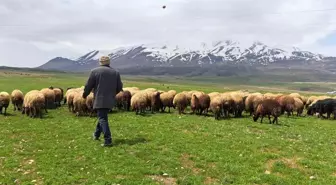 Sürülerin Süphan Dağı'na yolculuğu başladı