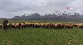 Sürülerin Süphan Dağı'na yolculuğu başladı