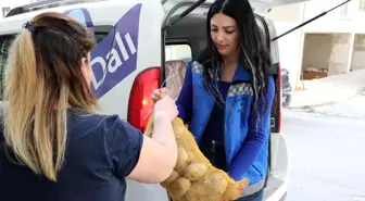 Mudanya Belediyesi'nden vatandaşın sofrasına 30 ton patates