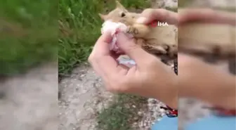 Ereğli'de yol kenarında yaralı sincaba vatandaşların şefkatli müdahalesi
