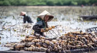 Çin'in Hunan Eyaletinde Lotus Kökü Hasadı