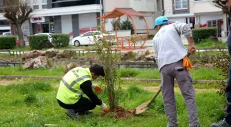 Orta refüjlerdeki bitkiler yeşil alanlara dikiliyor