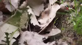 Şırnak'ta Havalar Isınınca Karıncalar Kolonilerden Çıkmaya Başladı