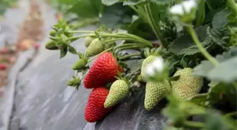 Isparta'da Sezonun İlk Çilek Hasadı Başladı