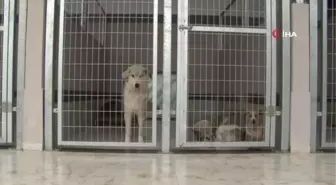 Kahraman köpek Proteo'nun isminin yaşatıldığı merkez sokak hayvanlarına şifa oluyor