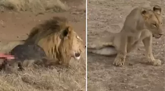 Vahşi doğada av kavgası! Erkek aslan, dişi aslanın hayatını kararttı