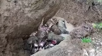 Denizli Çivril'de Kurt Ağıla Girerek 10 Koyunu Telef Etti