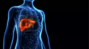 Karaciğer Yağlanması Beyin Sağlığını da Etkiliyor