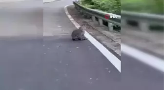 Tayvan'da maymun kedi yavrusunu kaçırdı