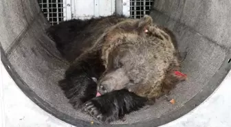 İtalya'da 1 kişiyi öldüren ve 2 kişiyi yaralayan saldırgan ayının idamı istendi