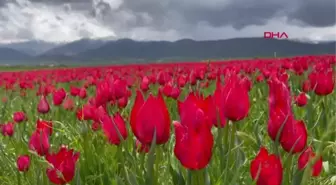 MUŞ OVASI, LALELERLE KIRMIZIYA BÜRÜNDÜ