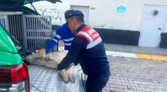 Jandarma ekipleri yaralı köpeğe sahip çıktı