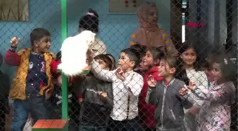 Dünyaca ünlü Van kedileri 2023 yılının ilk doğumlarında 90 yavru dünyaya getirdi