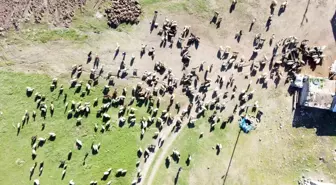 3 bin rakımda koyun ve kuzuların buluşması