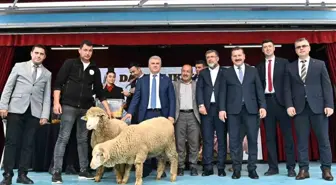 41 damızlık koç sahibini buldu