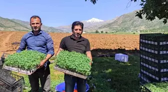 Batman'da 400 dönümlük alanda kurutmalık domates ekimine başlandı
