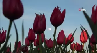 Muş lalesini korumak için yıllardır tarlasını ekmiyor