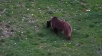 Erzurum'da Boz Ayının Rahat Tavırları Vatandaşları Tedirgin Etti