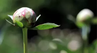 Yılda sadece 10 gün açan şakayık çiçeğini koparana 244 bin lira ceza