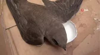 Elazığ'da Vatandaşın Bulduğu Ebabil Kuşu Koruma Altına Alındı