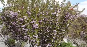 Güzel kokusuyla rengarenk çiçeği ile sakura ağacı