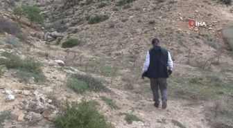 Merak üzerine çıktığı dağlık alanda, gölge bulamayınca kendini ağaçlara adadı