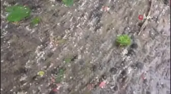 Fındık büyüklüğünde yağan dolu fındığa zarar verdi
