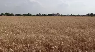 Hindistan'da Zamansız Yağan Yağmurlar Buğday Çiftçilerini Zora Soktu